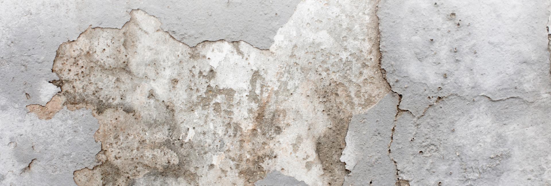 Cellar Conversions Regulations