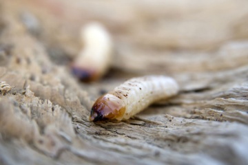 Woodworm Treatments