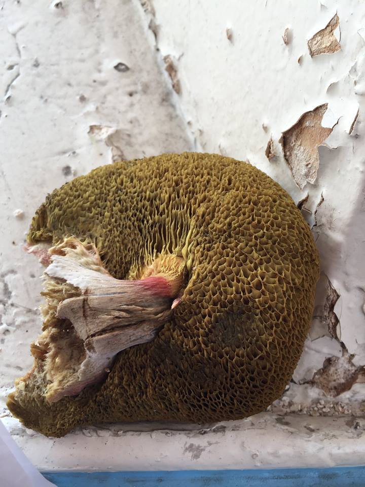 Example-of-Wet-Rot-Dry-Rot.jpg
